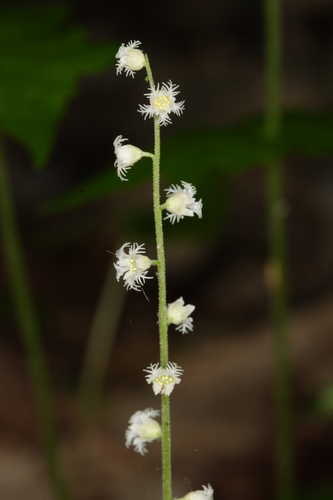 Mitella diphylla #6